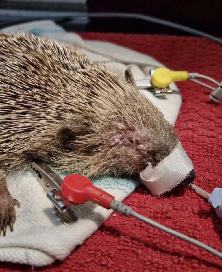 Hedgehog eye removal