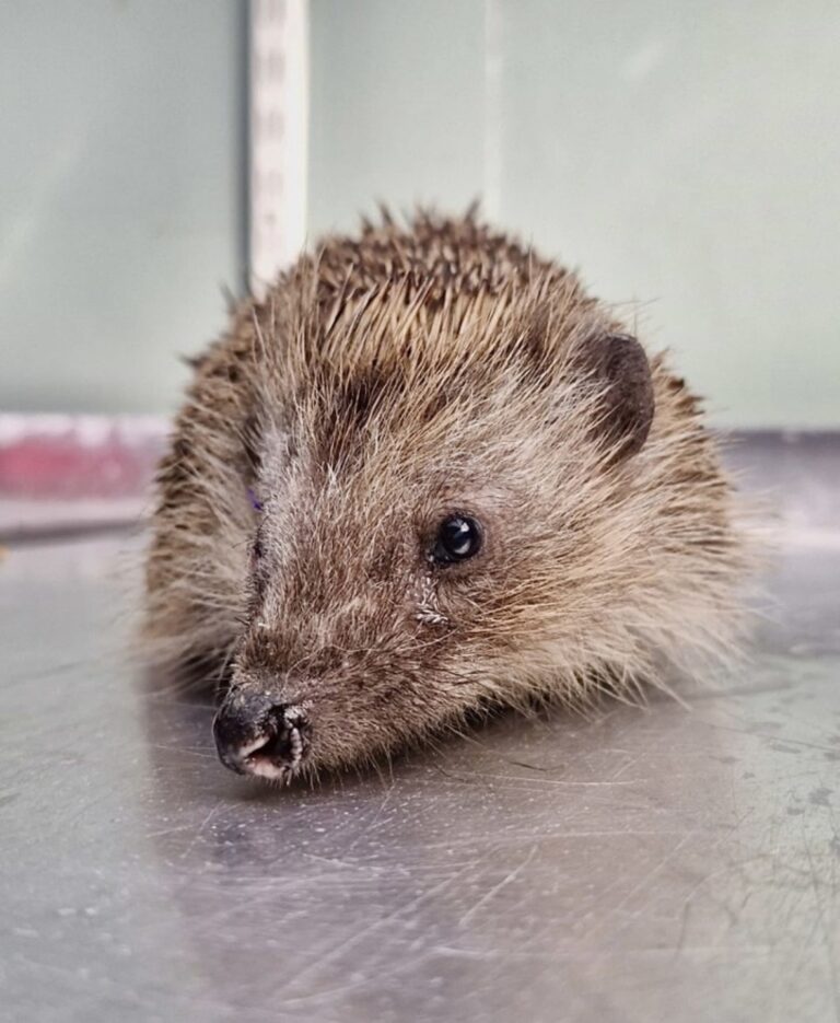 One eyed hedgehog