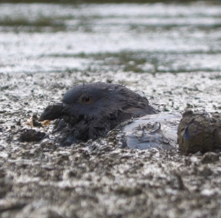 pigeon stuck in mud