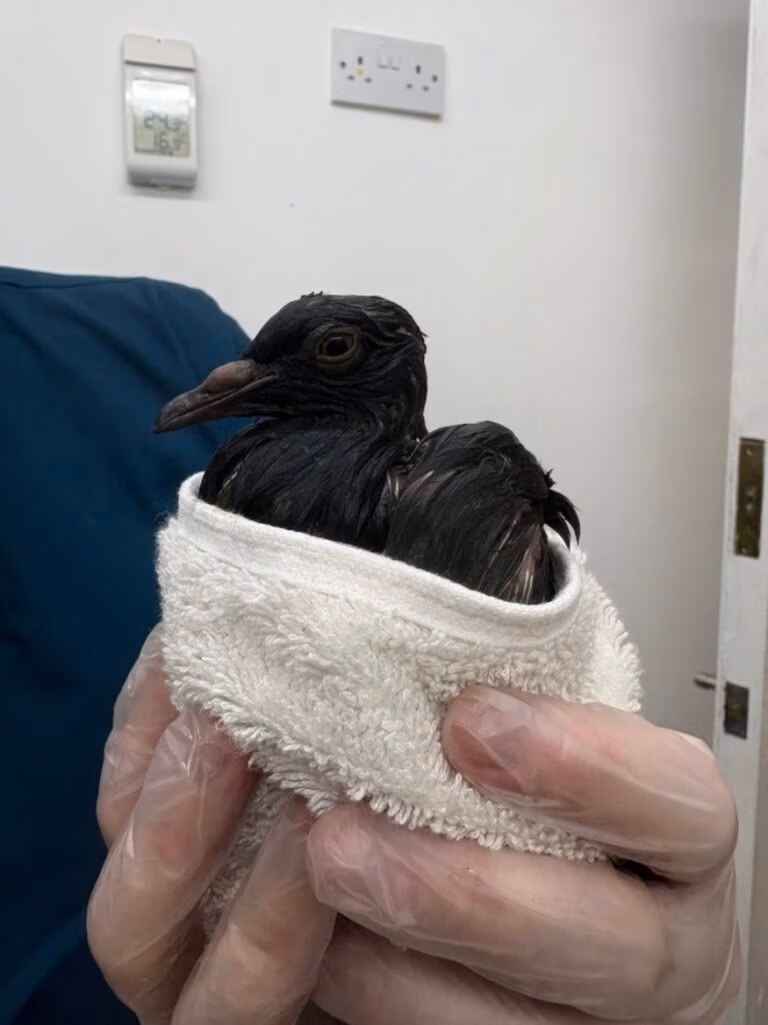 pigeon wrapped in towel