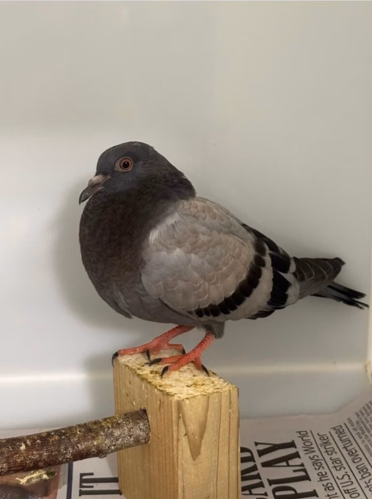pigeon