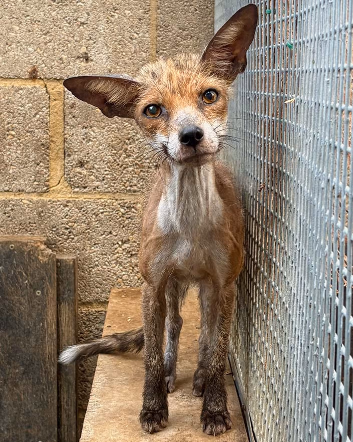 fox