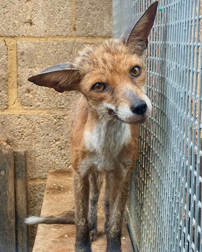 fox