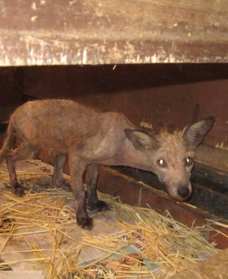 fox with severe mange