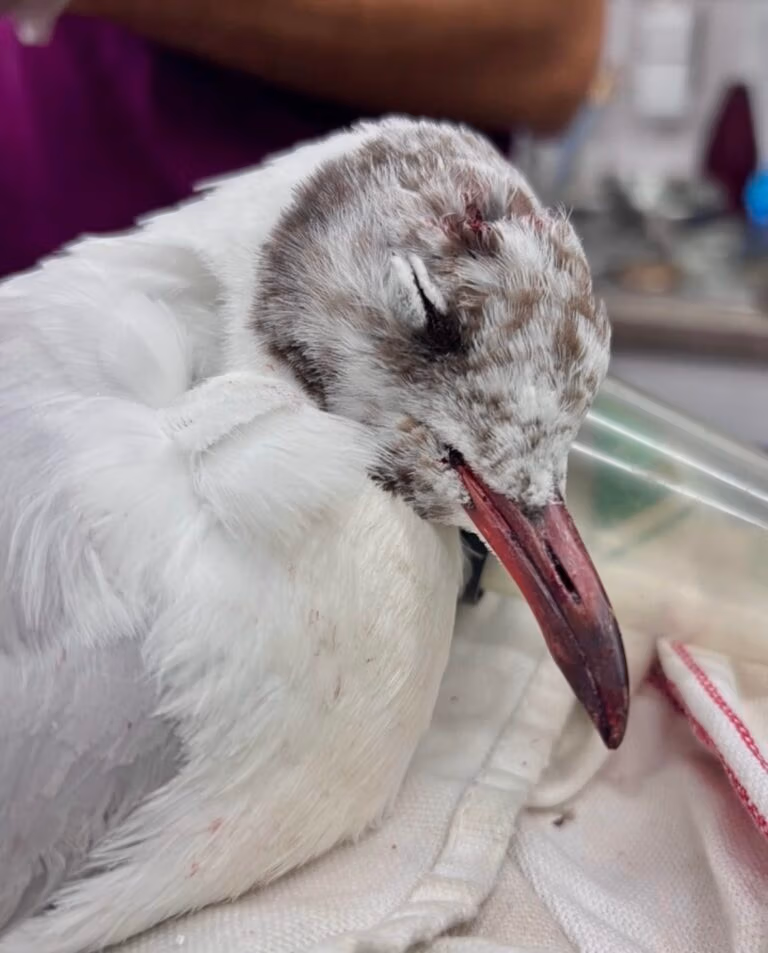 injured gull