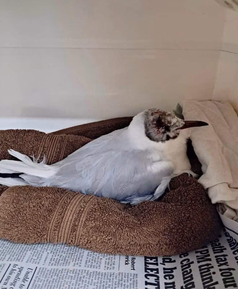 injured gull