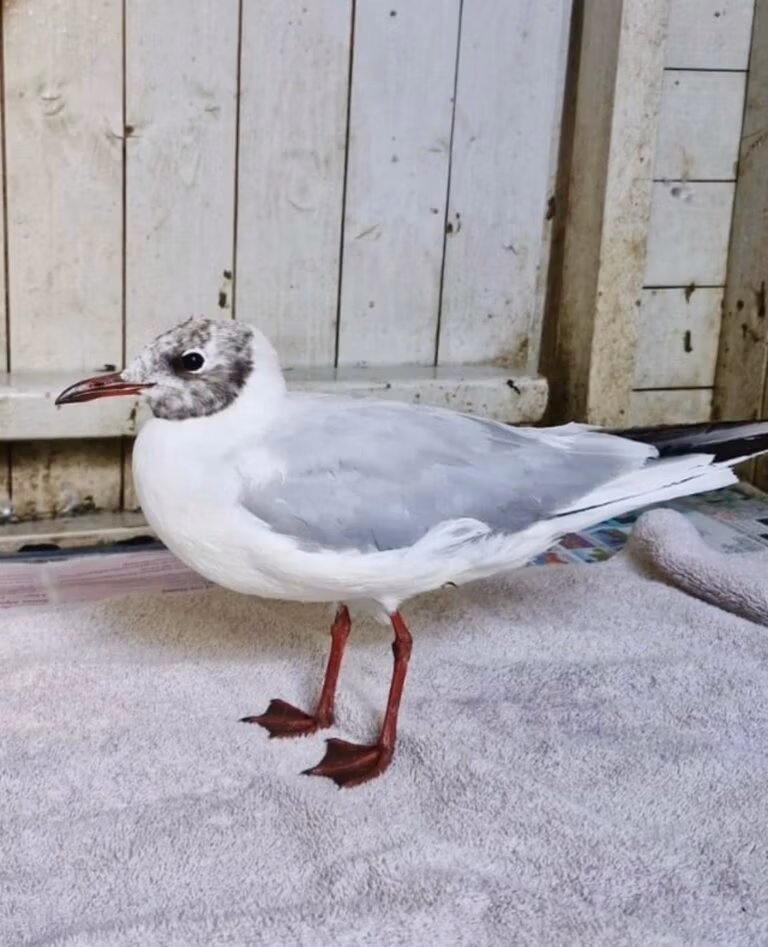 gull