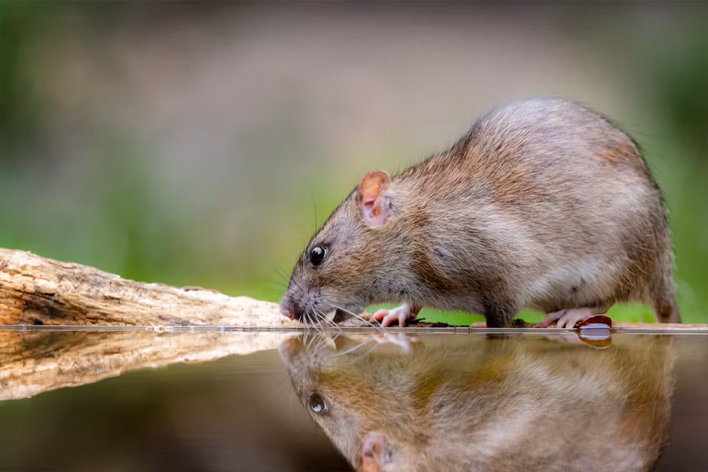 brown rat