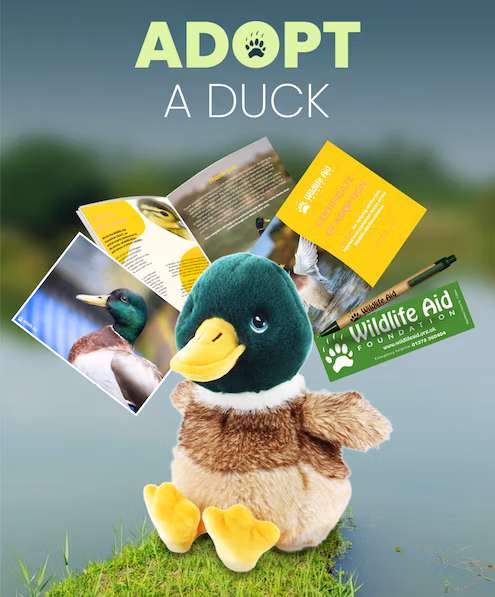 duck adoption