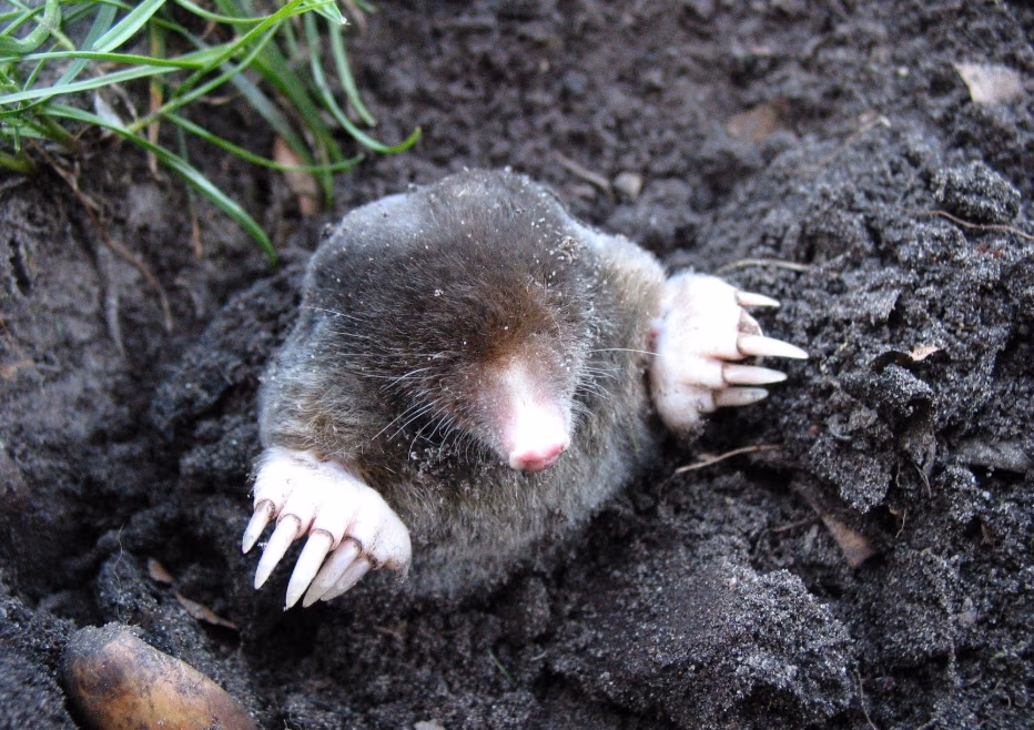 mole