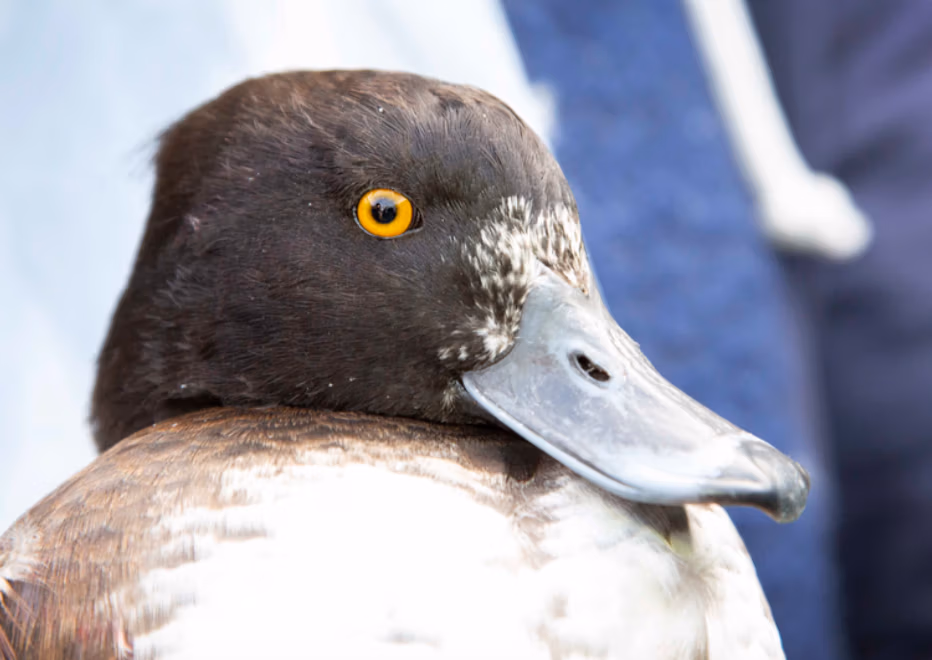 tufted duck