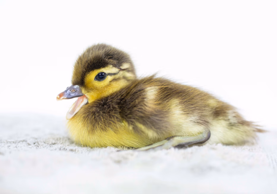 mandarin duckling