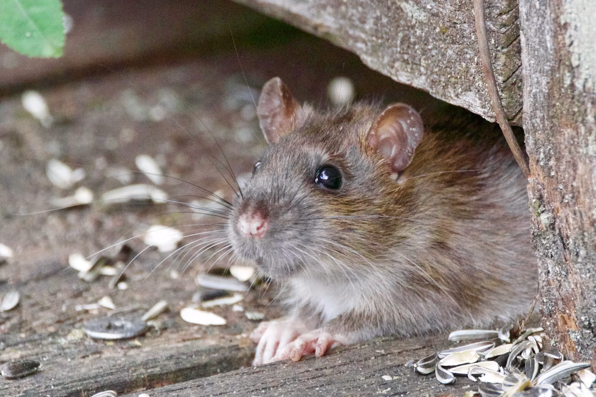 brown rat
