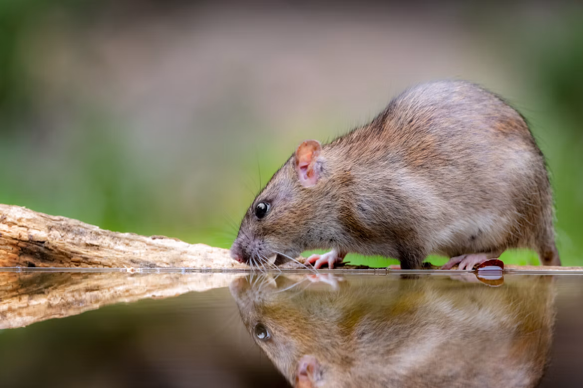 brown rat