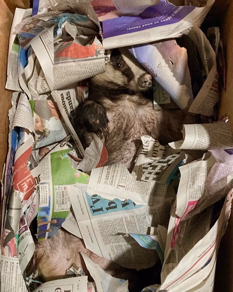 badger