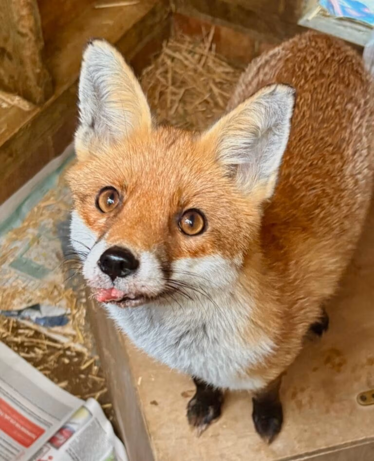 red fox