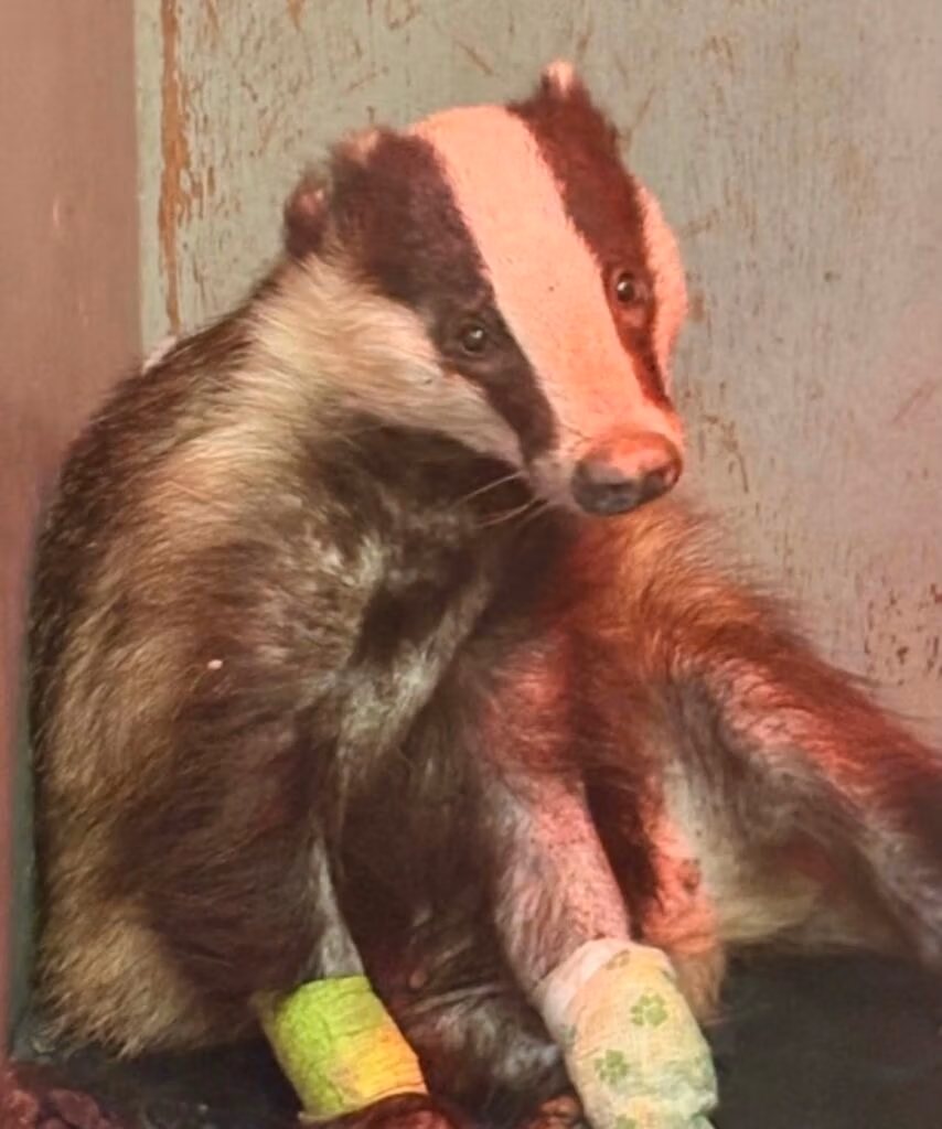 badger