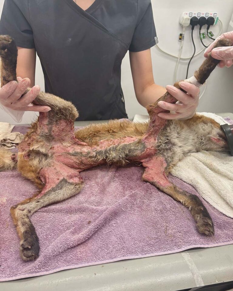 fox