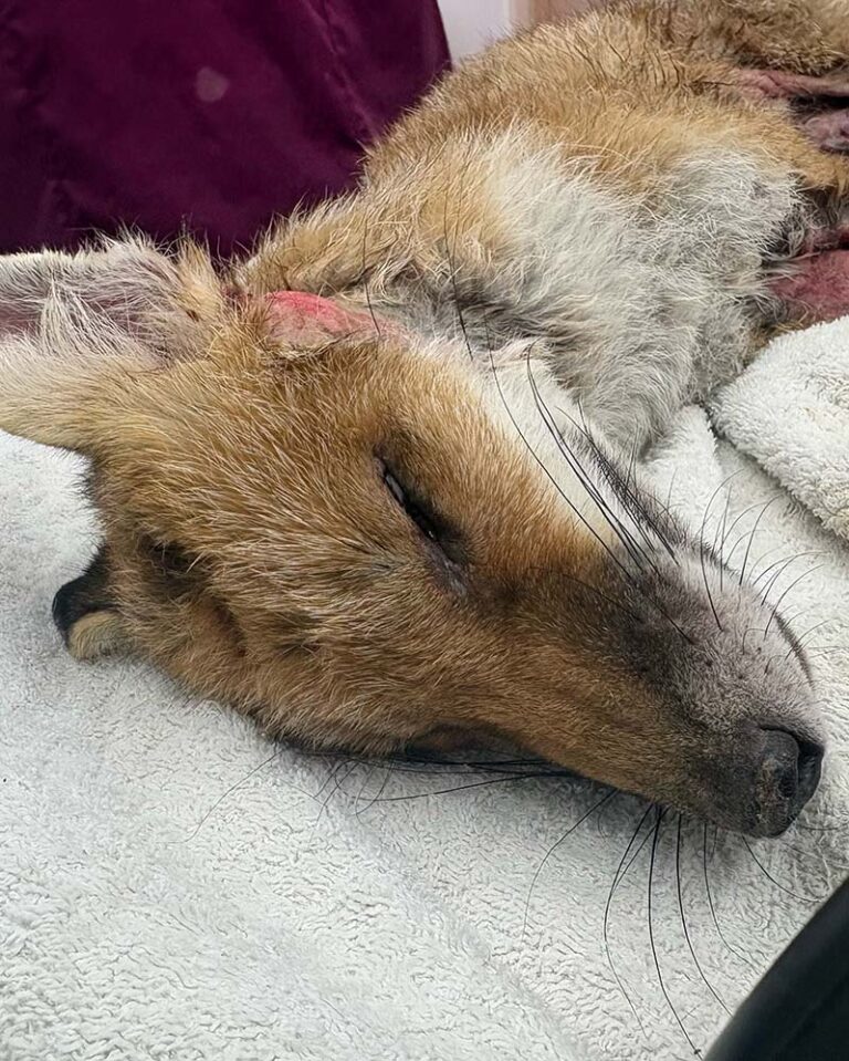 fox
