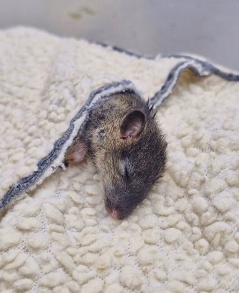 rat
