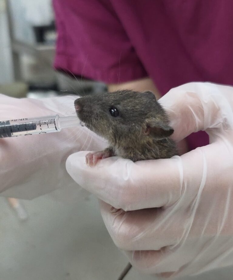 rat