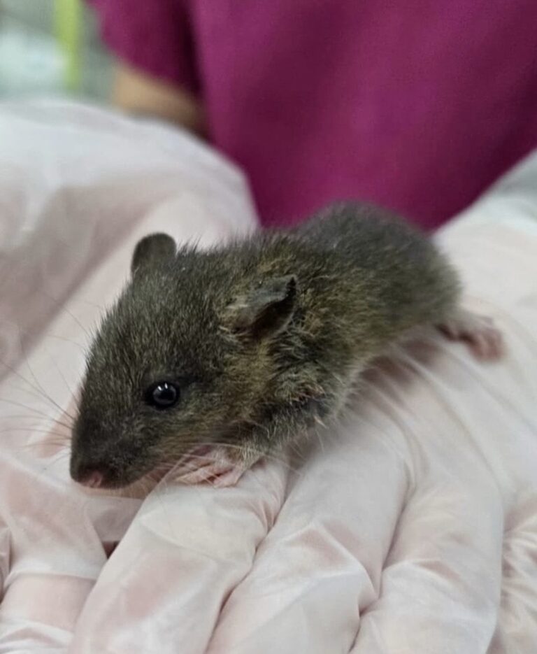 rat