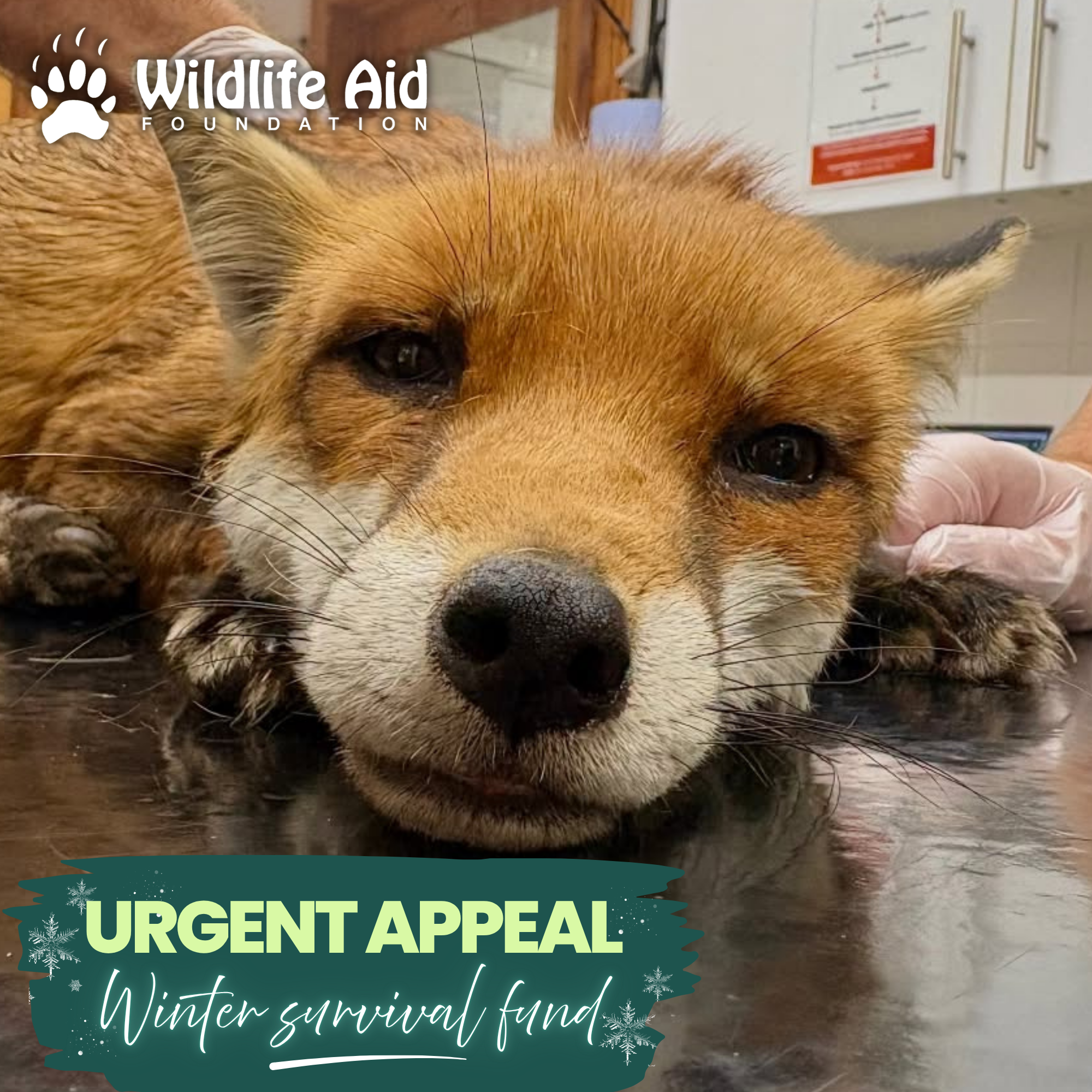 winter appeal