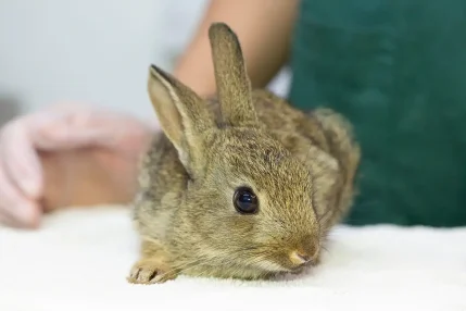 2022-06-13-Rabbit-family-killed-1