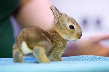 2022-09-22-Young-rabbit-2
