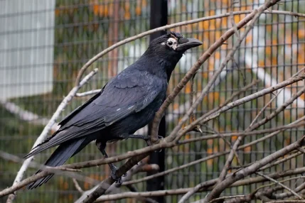 Crow_Web5