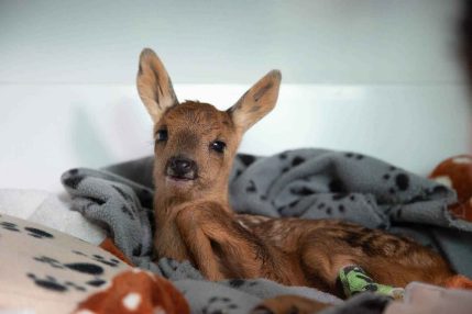 Fawn_Web