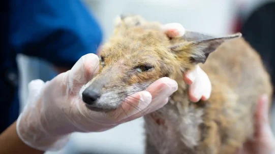 Fox-cub-mange-3web