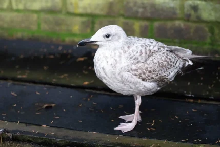 GULL_WEB3