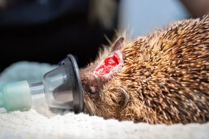 Hedgehog-strimmer-1