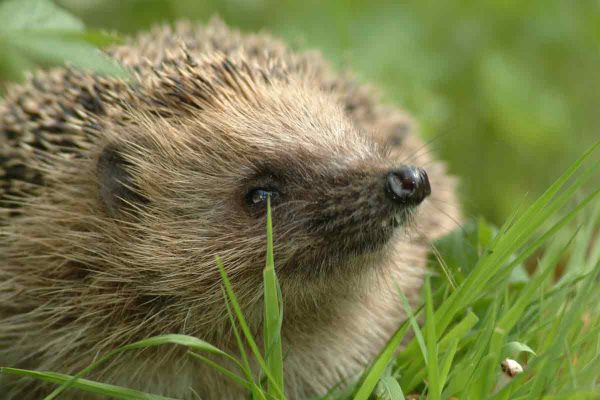 Hedgehog1_2023-09-12-131244_xmlm-2 Hedgehog1_2023-09-12-131244_xmlm-2
