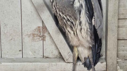Heron_Admit_WEB