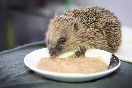 Hoglet_RescueStory