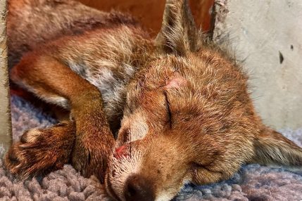 Injured fox