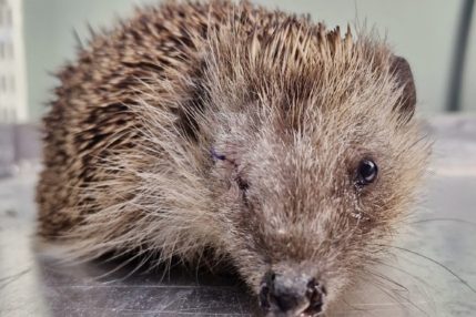 Hedgehog with one eye