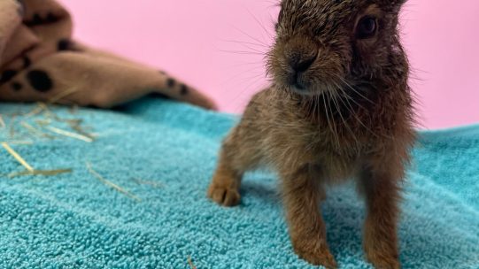 Leveret_Web