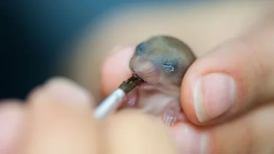 Orphaned_Mouse