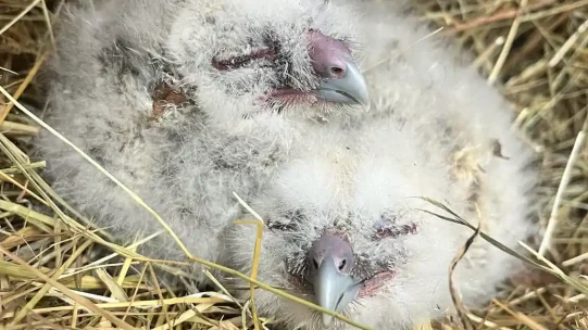 Owlets_WEB