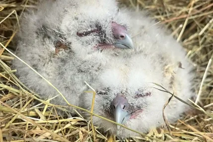 Owlets_WEB