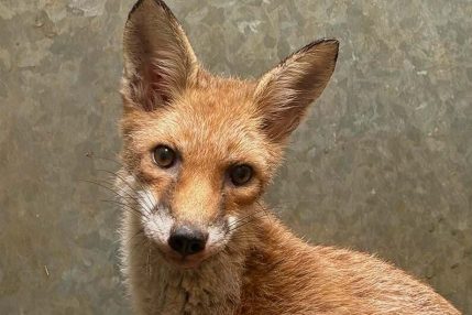 fox