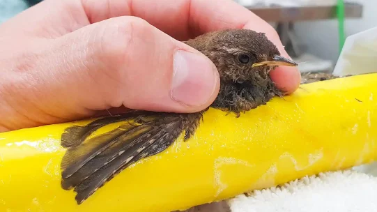 Wren-glue-trap