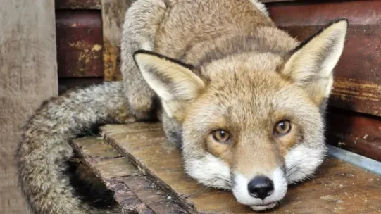 fox on the road