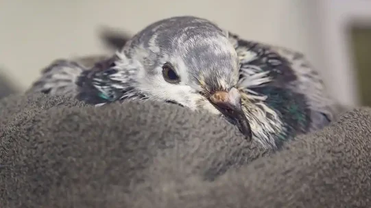 pigeon